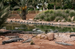 TRAVEL 228 Maroko Agadír CrocoPark Krokodýli nilští IMG_8026